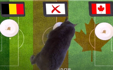 Trận đấu Bồ Đào Nha vs Ghana: Tỷ lệ kèo hôm nay và phân tích chi tiết