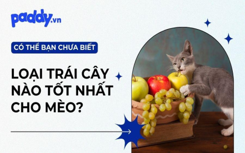 3 MOA và 6 MOA: Nên chọn loại nào cho súng của bạn?